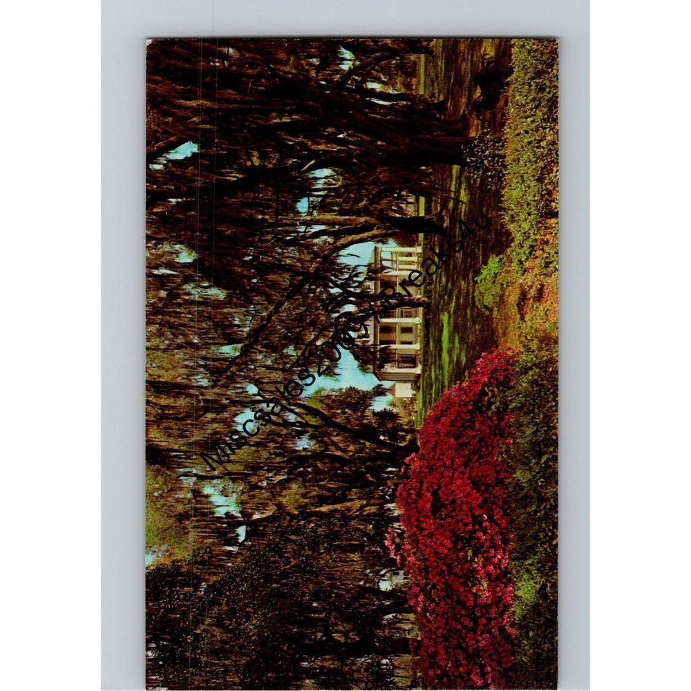 Vintage Dexter Press Postcard Southern Plantation Spanish‎ Moss Azaleas